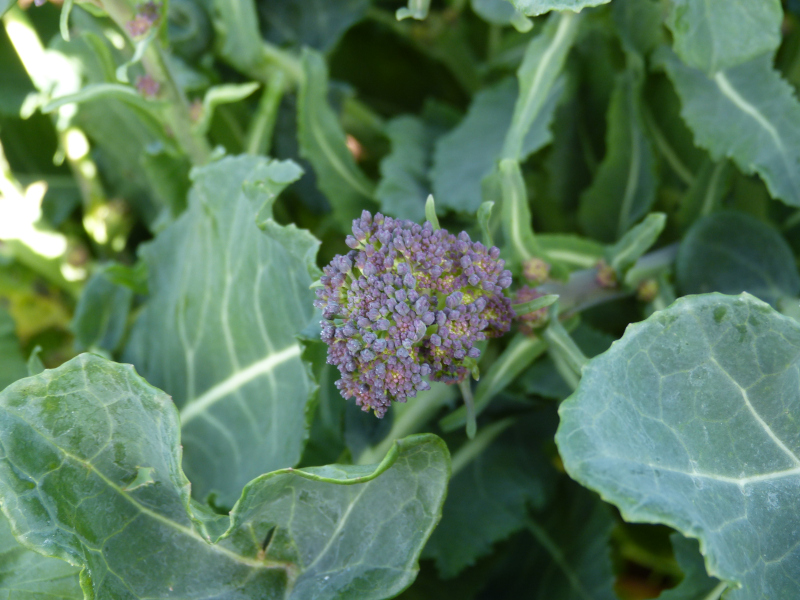 Purple Sprouting.JPG