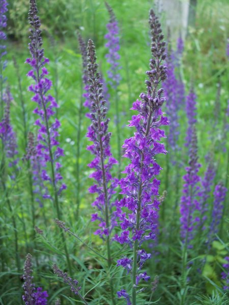 Purple Toadflax -Linaria purpurea.jpg