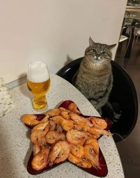 purrfect night in.jpg