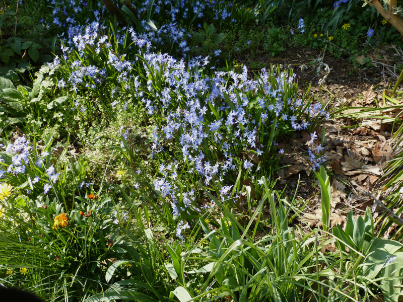 Pushkinia scilloides.JPG