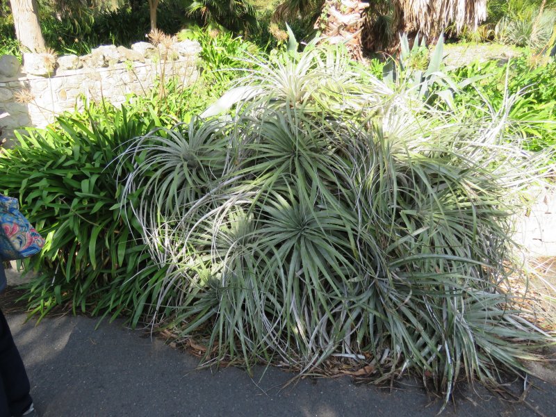 PUYA 2.JPG
