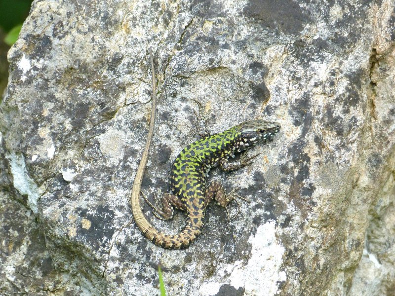 Pwall lizard.JPG