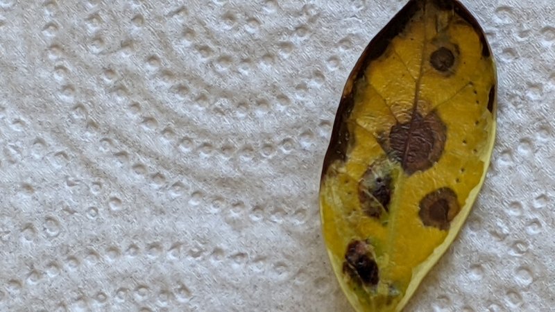 PXL_20210603_121001881 (1).jpg