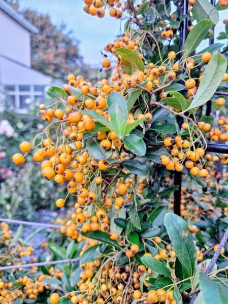 pyracantha.jpg
