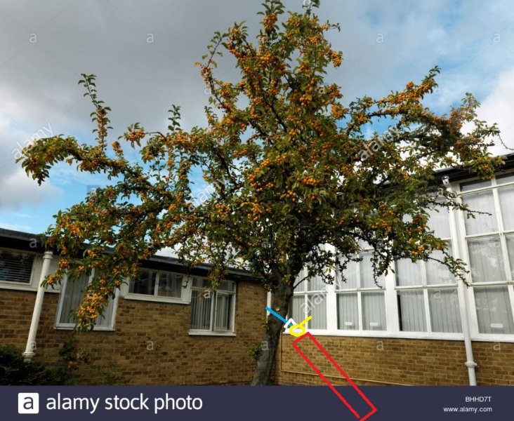 pyracantha-orange-charmer-firethorn-tree-in-autumn-campus-of-the-university-BHHD7T.jpg