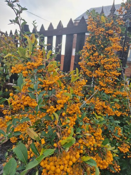 pyracantha original.jpg