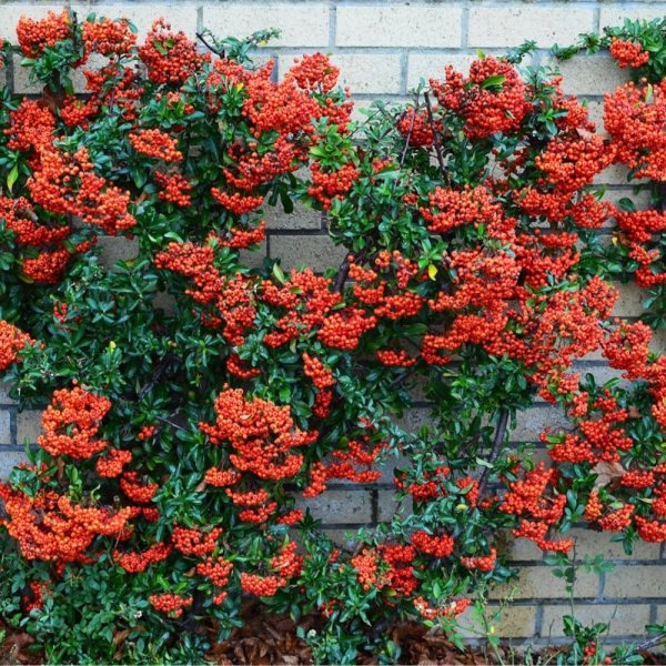 pyracantha-red-column-red-firethorn-hedging-plant-9cm-p2448-14110_image.jpg