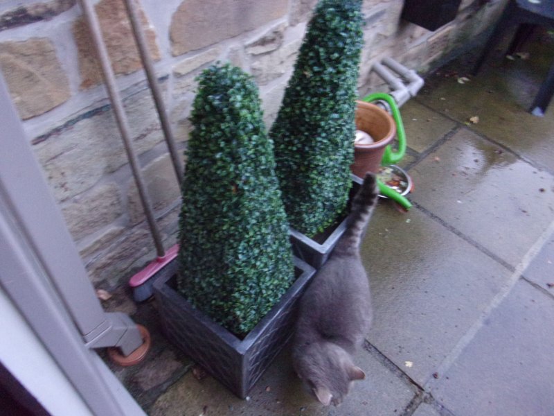 Pyramid boxwood._493.JPG