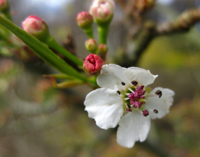 PYRUS  CALLERYANA  CHANTICLEER 14-03-2009 11-50-31.jpg