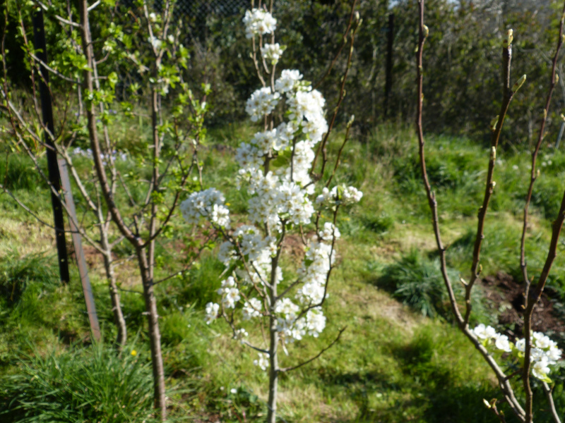 Pyrus communis.JPG