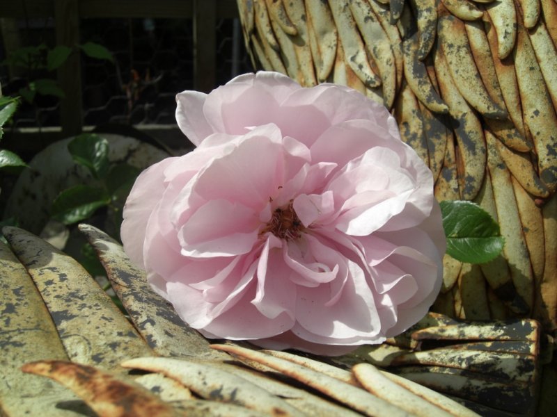 Queen Elizabeth Rose.jpg