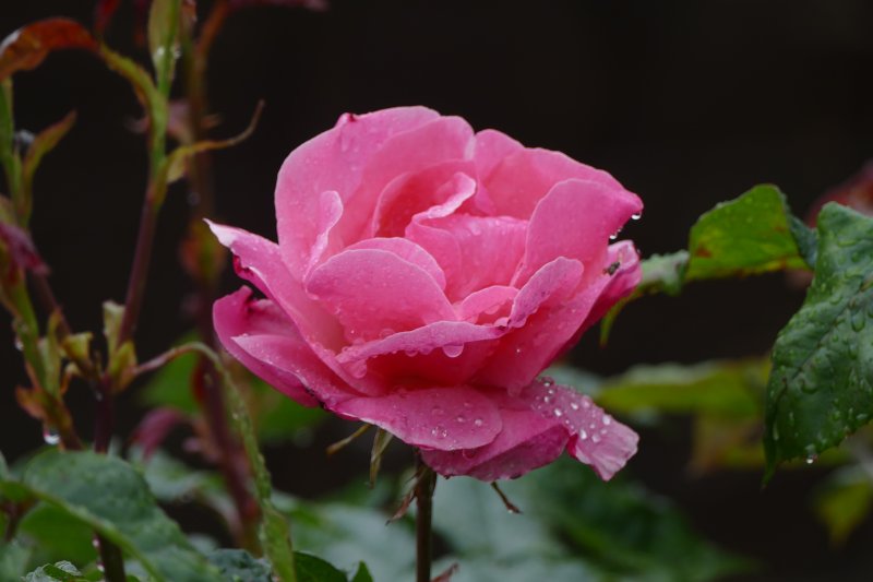 Queen Elizabeth3.JPG