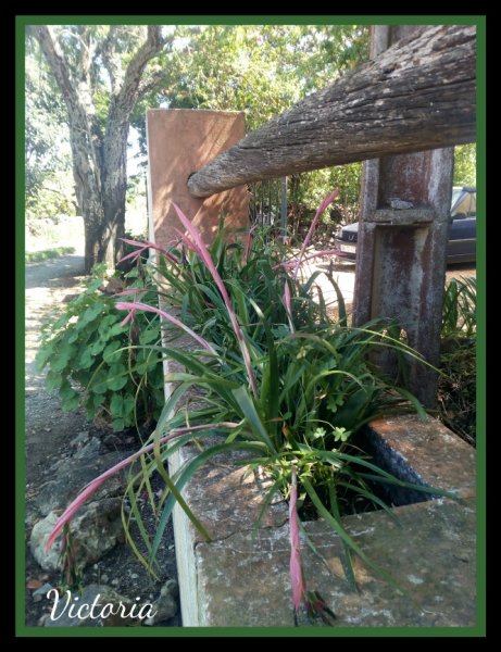 Queens on Lane 26 Mar 20.jpg