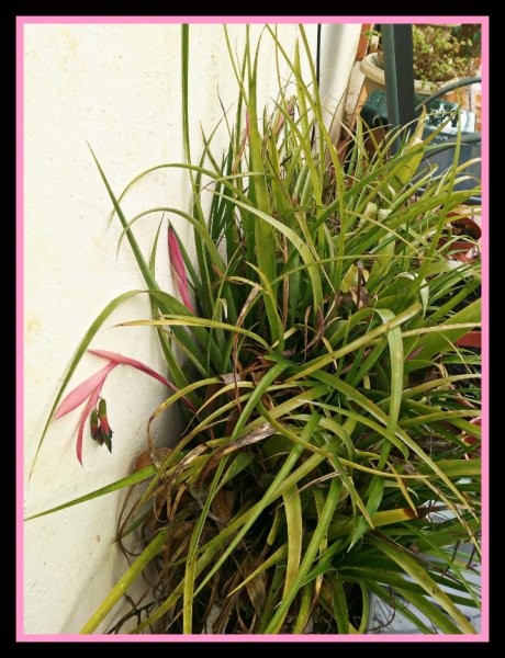 Queen's Tears 12 Feb.jpg