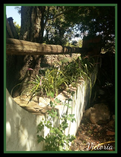 Queens under Almond 26 Mar 20.jpg