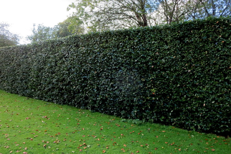 QUERCUS  ILEX 08-10-2015 13-28-27.JPG