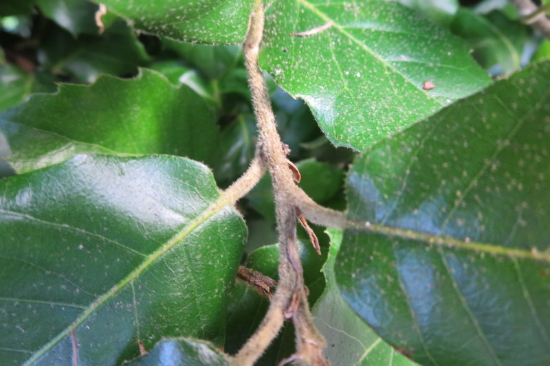 QUERCUS  ILEX 08-10-2015 13-32-25.JPG