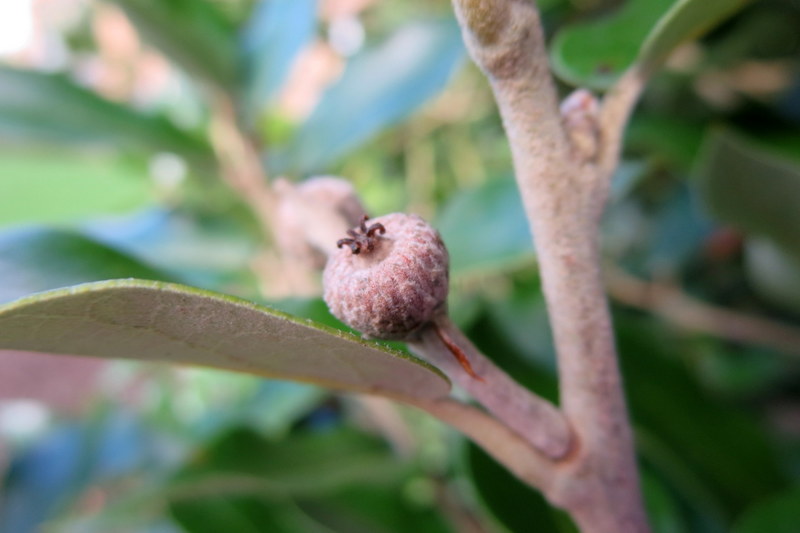QUERCUS  ILEX 08-10-2015 13-32-50.JPG