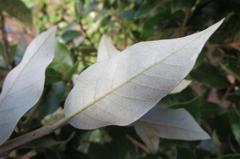QUERCUS  ILEX 08-10-2015 13-33-10.JPG