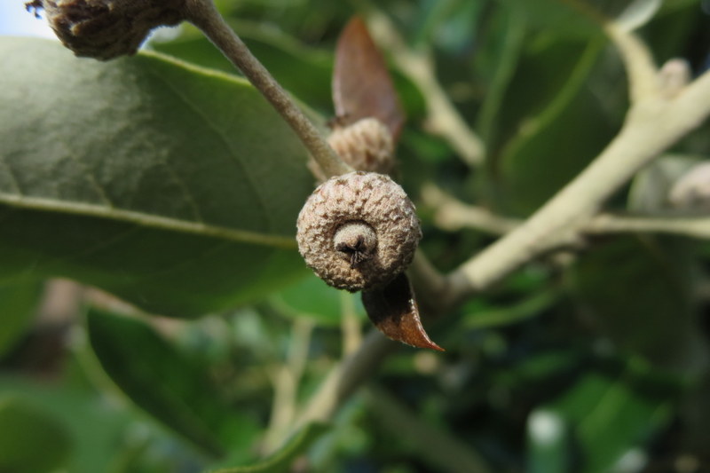 QUERCUS  ILEX 08-10-2015 13-33-29.JPG