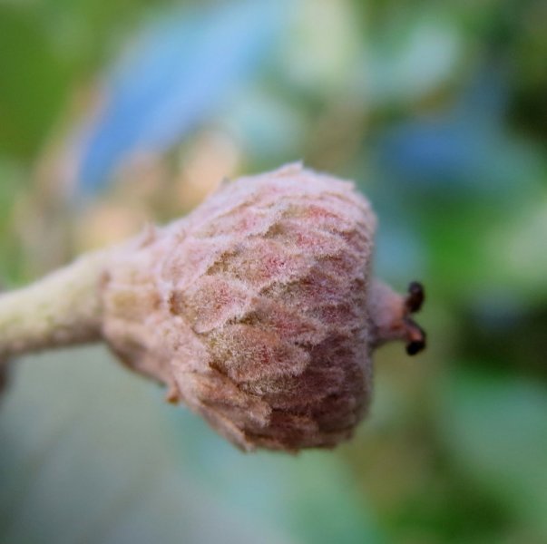 QUERCUS  ILEX 08-10-2015 13-33-55.JPG