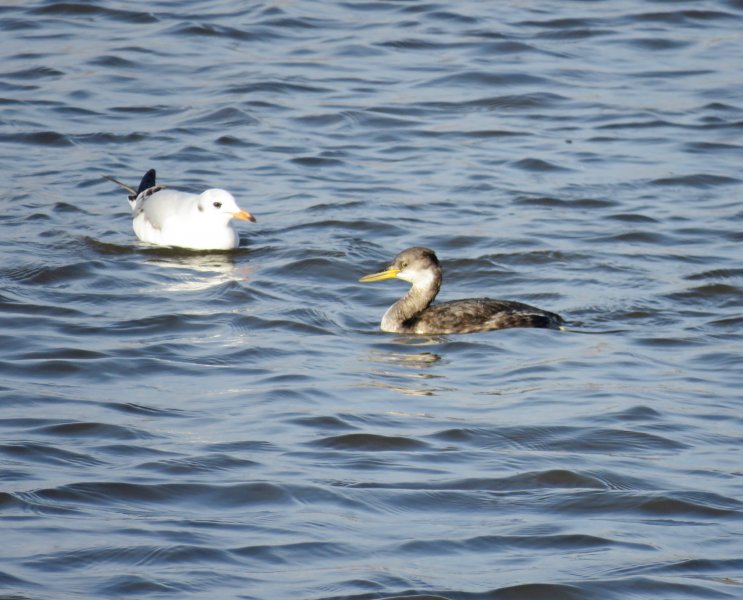 r n grebe 12.JPG