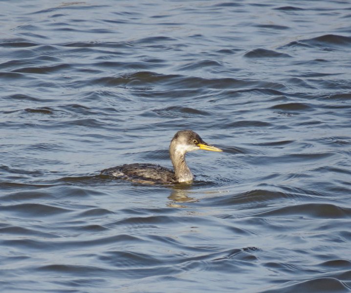 r n grebe 3.JPG