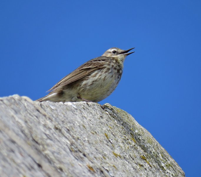 r pipit.JPG