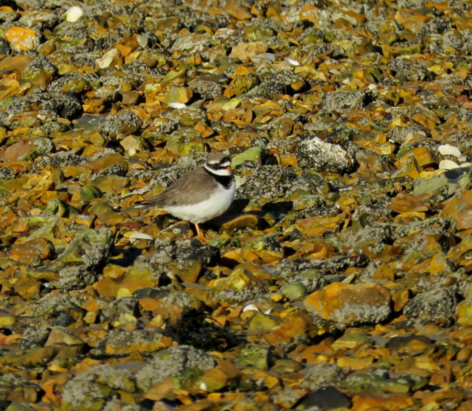 R PLOVER.JPG