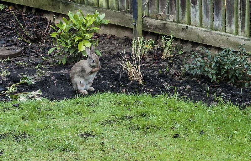 Rabbit paying a visit 9-1-22.jpg