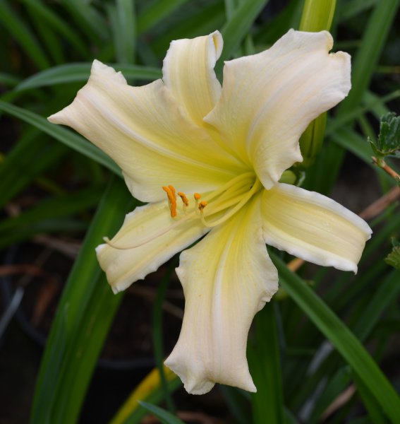 Radiant Moonbeam.JPG