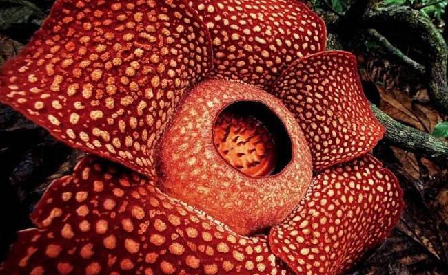 rafflesia-arnoldii.jpg