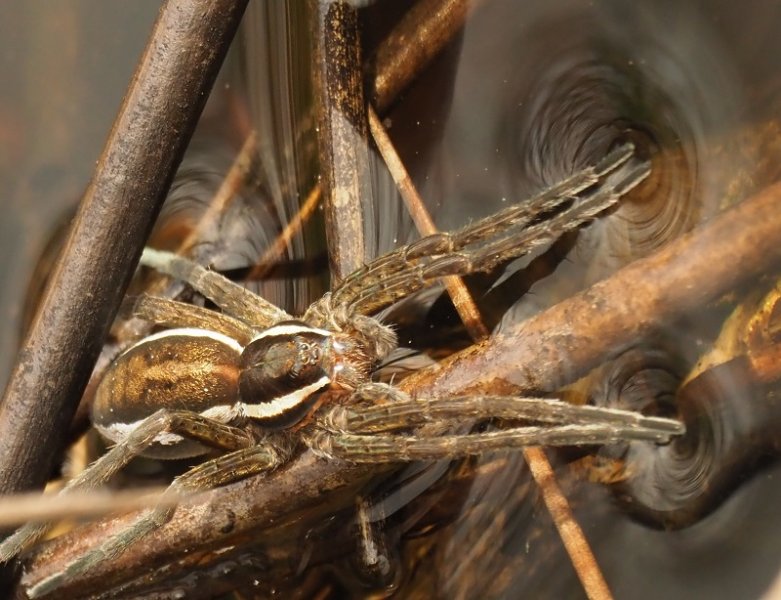 raft spider.jpg