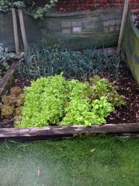 railway sleeper bed with lettuce.jpg