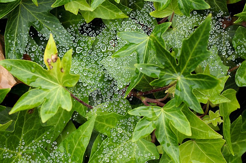 Raindrops-cobweb-2.jpg