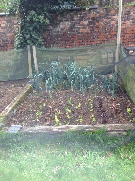 Raised bed leeks & lettuce.jpg