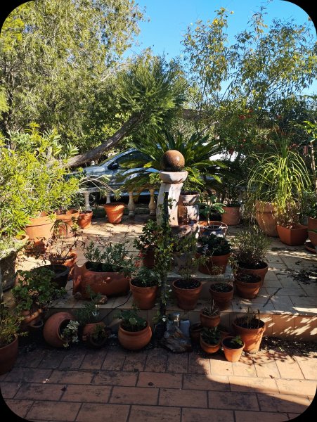 Raised Patio w Tecoma 22 Nov 25.jpg