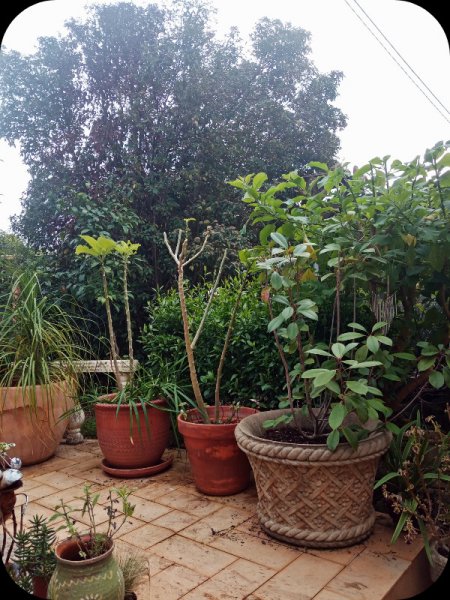 Raised Patio2 8 Jan 24.jpg