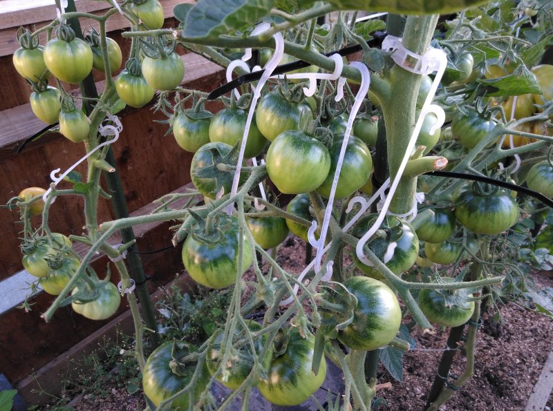 ramalet 100 de colgar.jpg