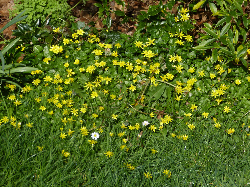 Ranunculus ficaria.JPG