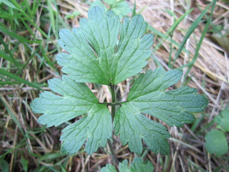 RANUNCULUS  REPENS 01-08-2010 14-34-37.JPG