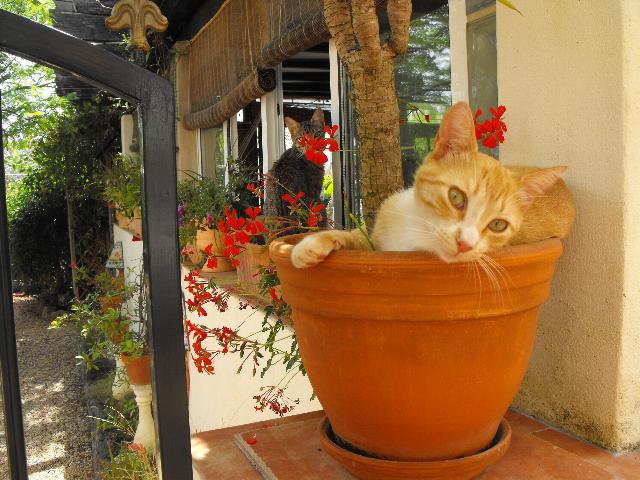 Rasputin & Munchkin2 29 June 2010.JPG