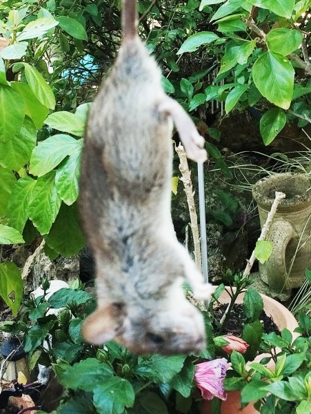 Rat2 8 Apr 25(1).jpg