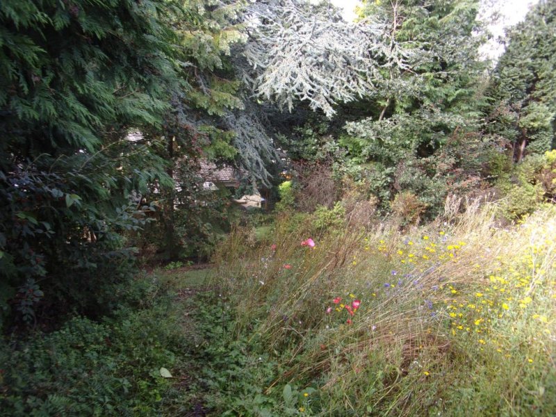Rear garden_0008.JPG