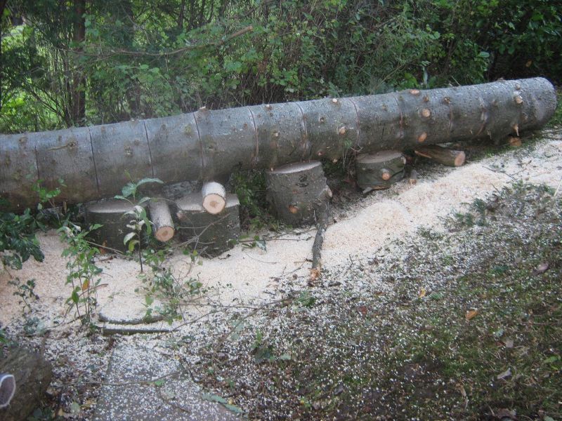 Rear garden_001..JPG