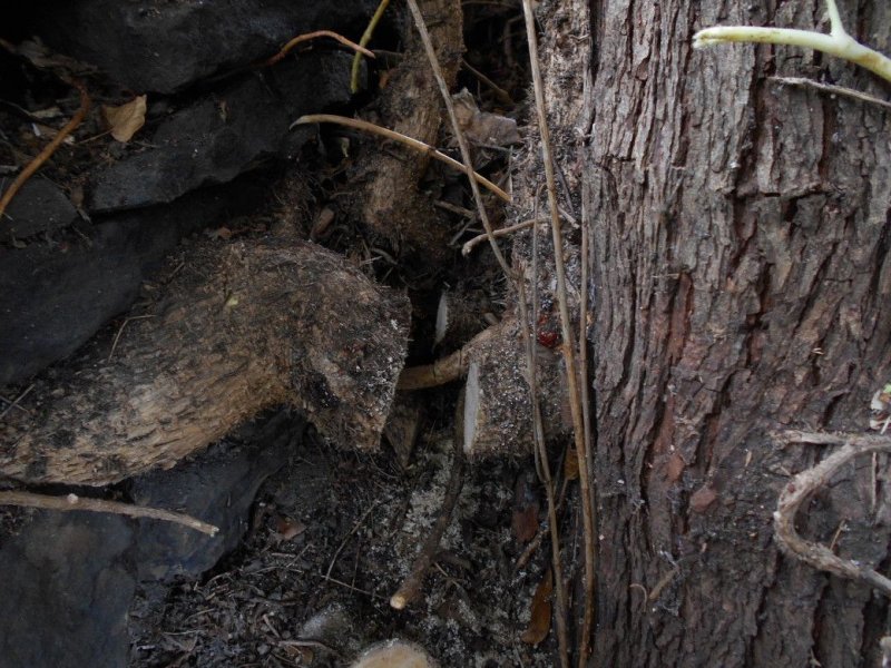 Rear garden_001_01.JPG