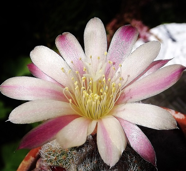 Rebutia heliosa.jpg