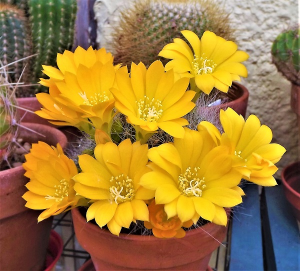 Rebutia senilis.jpg