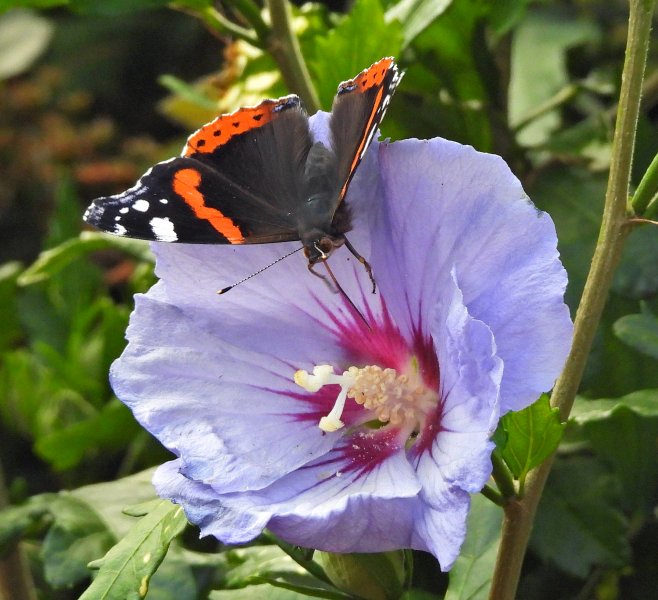 Red Admiral  (2).JPG