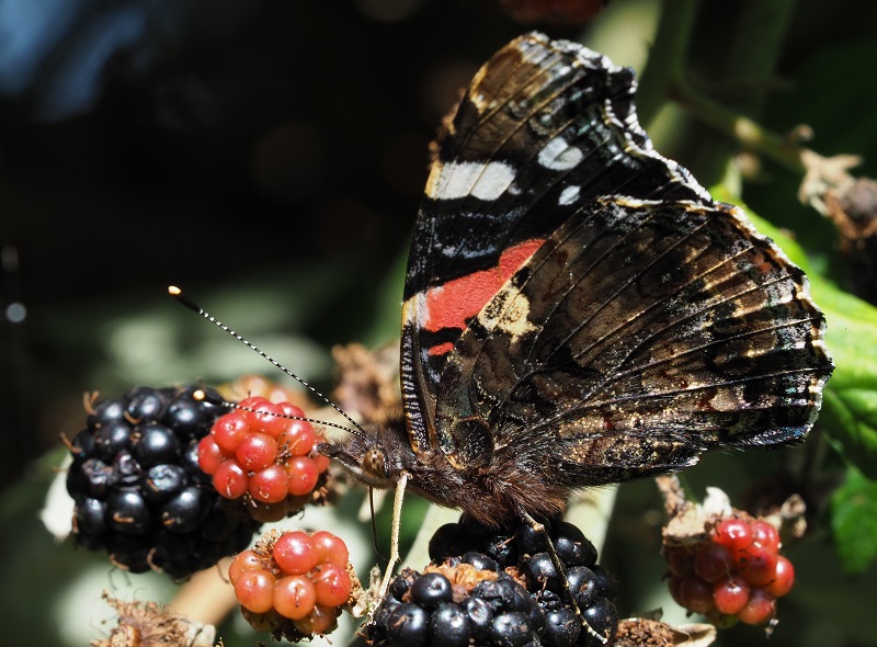 red admiral 2019A.jpg